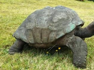 Φωτογραφία για Η γηραιότερη χελώνα έκλεισε τα 182!