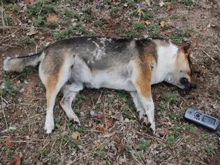 Φωτογραφία για Θανάτωσαν σκύλους στη Φούρκα της Κόνιτσας!