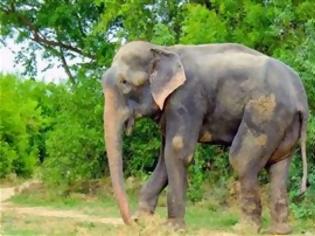 Φωτογραφία για Στη μεγάλη οθόνη θα μεταφερθεί η συγκινητική ιστορία του ελέφαντα που δάκρυσε από χαρά! [photos]