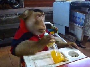 Φωτογραφία για ΠΡΩΤΟΣ ΜΑΓΚΑΣ ο πίθηκος: Αράζει και πίνει αναψυκτικό σε ταβέρνα... [video]