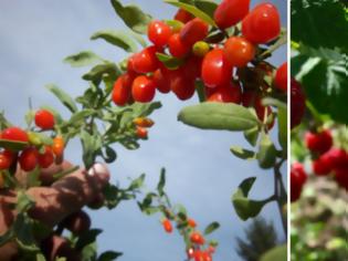 Φωτογραφία για Γκότζι μπέρι και σμέουρο - Τι είναι αυτά τα «κόκκινα φυτά» που θεωρούνται καλλιέργειες με μέλλον και δίνουν έως και 2.500 ευρώ το στρέμμα