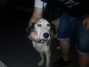 Φωτογραφία για Βρέθηκε σκύλος στον Βύρωνα! Τριγυρνούσε στην πλατεία Σμύρνης στο Βύρωνα [photos]