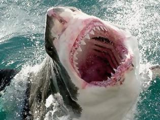 Φωτογραφία για ΣΟΚ στην Αυστραλία - Νέος θάνατος από επίθεση καρχαρία
