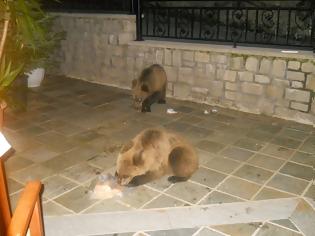 Φωτογραφία για Εντυπωσιακές φωτογραφίες από τις βόλτες που κάνουν τρία μικρά αρκουδάκια, στις γειτονιές του Μετσόβου!