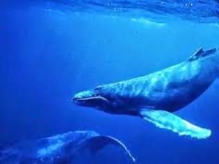 Φωτογραφία για Γαλάζιες φάλαινες: ανακάμπτουν στην Καλιφόρνια, αφανίζονται στην Ανταρκτική