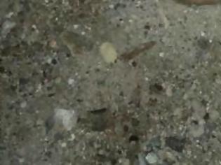 Φωτογραφία για Βρήκαν αποκεφαλισμένο κουτάβι στη Βόρεια Εύβοια! Εικόνες ΣΟΚ!