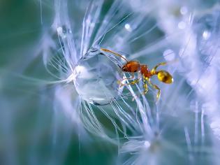 Φωτογραφία για Οι περιπέτειες των μυρμηγκιών - Δείτε μοναδικές εικόνες! [photos]