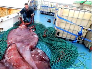Φωτογραφία για Κολοσσιαίο σπάνιο καλαμάρι πιάστηκε στην Ανταρτική - Ζυγίζει 350 κιλά και έχει 14 μέτρα μήκος [photos + video]