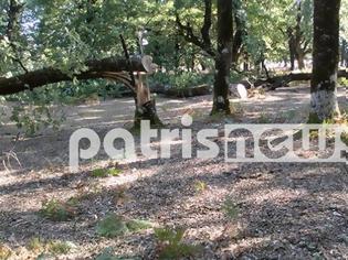 Φωτογραφία για Hλεία: Έκοψαν δέντρα στο δάσος της Φολόης για αντίποινα στο Δασαρχείο!