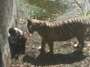 Φωτογραφία για Συγκλονιστικό στιγμιότυπο: Λευκή τίγρης σκότωσε αγόρι στο ζωολογικό κήπο στο Νέο Δελχί... [photos]