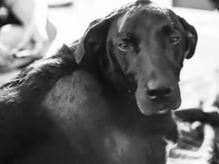 Φωτογραφία για ΑΠΟΚΛΕΙΕΤΑΙ ΝΑ ΜΗ ΔΑΚΡΥΣΕΙΣ: Η τελευταία μέρα ενός σκύλου σε φωτοαφιέρωμα που ΡΑΓΙΖΕΙ ΚΑΡΔΙΕΣ! [photos]