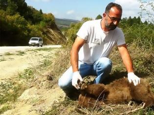 Φωτογραφία για Αρκουδάκι και ελάφι νεκρά σε Καστοριά και Ρόδο