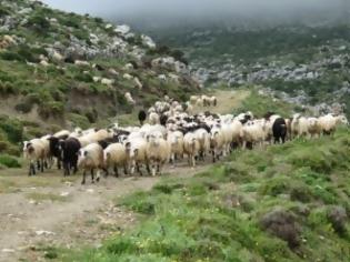 Φωτογραφία για Με αφανισμό απειλείται η κτηνοτροφία της Κρήτης – Καταρροϊκός πυρετός αποδεκατίζει τα κοπάδια