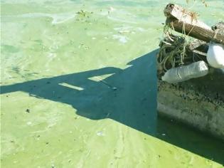 Φωτογραφία για Απογοητευτική η εικόνα της λίμνης Καστοριάς
