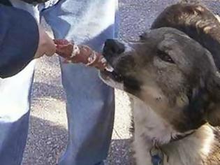 Φωτογραφία για Σοκ στο Αμαξοστάσιο του Δήμου Τρικκαίων - Κτηνώδη ένστικτα σε βάρος σκυλάκου