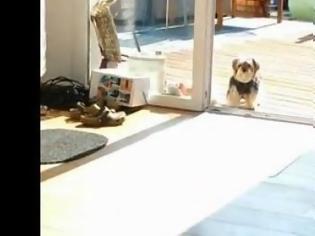 Φωτογραφία για Πολύ γέλιο: Ο σκύλος και η… αόρατη πόρτα! [video]