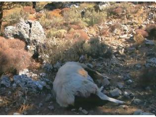 Φωτογραφία για Αιτωλοακαρνανία: Νεκρά ζώα από καταρροϊκό πυρετό πεταμένα σε ρέματα και σε ερημικές περιοχές
