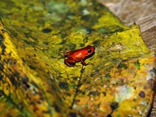 Φωτογραφία για Δηλητηριώδης βάτραχος-νάνος κινδυνεύει με εξαφάνιση