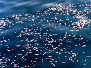 Φωτογραφία για Αμαλιάδα: Σκοτωμένα ψάρια με δυναμίτη σε Παλούκι & Αγ. Μαρίνα!