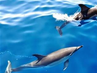 Φωτογραφία για Τα δελφίνια έλκονται από τους μαγνήτες