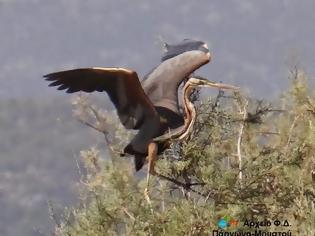 Φωτογραφία για Το ζώο της εβδομάδας: Πορφυροτσικνιάς (Ardea purpurea)