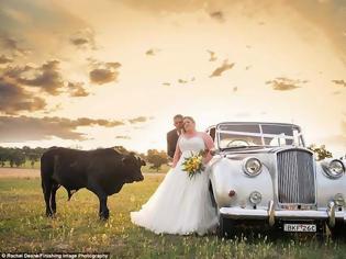 Φωτογραφία για Ταύρος κάνει photobombing σε γαμήλια φωτογράφηση