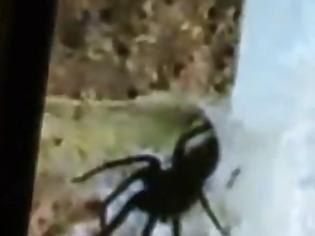 Φωτογραφία για Η στιγμή που γιγαντιαία αράχνη πηδάει από την φωλιά της! - VIDEO