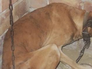 Φωτογραφία για Νέα κακοποίηση ζώων στην Κρήτη - Σκυλάκος σε άθλια κατάσταση [video]