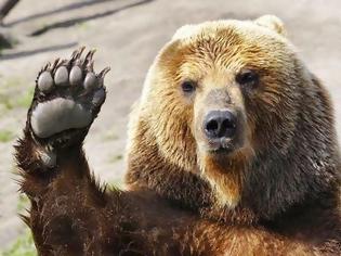 Φωτογραφία για Αυξάνονται οι αρκούδες στην Ελλάδα