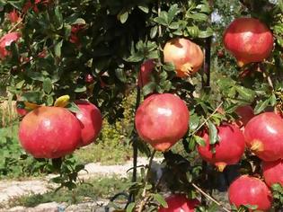 Φωτογραφία για Σίγουρα κέρδη από την καλλιέργεια της ροδιάς