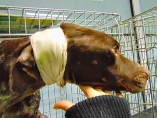 Φωτογραφία για Κομοτηνή: Βασάνισαν σκύλο ρίχνοντάς του καυστικό οξύ