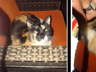 Φωτογραφία για Γατούλα με όγκο ΠΡΕΠΕΙ να χειρουργηθεί...Μπορείτε να βοηθήσετε;