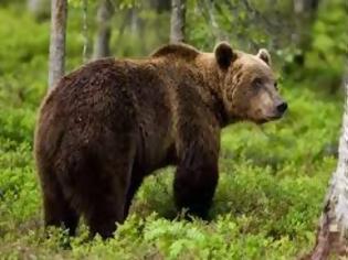 Φωτογραφία για Αναστάτωση προκάλεσε αρκούδα στα Τρίκαλα