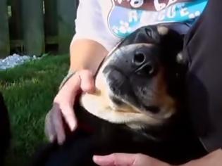 Φωτογραφία για Ο σκύλος που αρνείται να πεθάνει: Του έκαναν ευθανασία με θανατηφόρα ένεση και επέζησε [video]