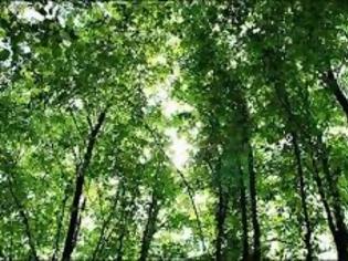 Φωτογραφία για Δεκάδες οι νέες επεμβάσεις στα δάση βάσει νέων ρυθμίσεων