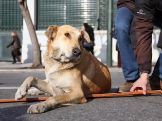 Φωτογραφία για Ο δεύτερος θάνατος του «Λουκάνικου» - Ο σκύλος των μεγάλων διαδηλώσεων έχει πεθάνει από τις 24 Μαΐου του 2014