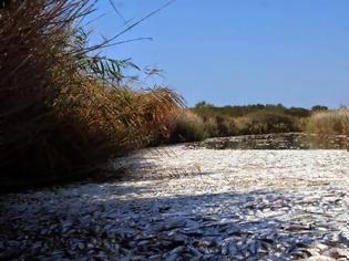 Φωτογραφία για Τόνοι ψαριών νεκρά στο κανάλι Μπέλιτσα