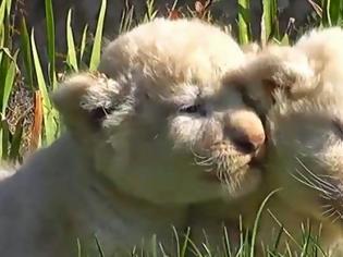 Φωτογραφία για Σπάνια λευκά λιοντάρια γεννήθηκαν σε ζωολογικό πάρκο! [video]