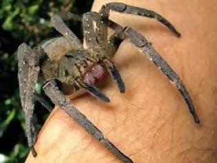 Φωτογραφία για ΣΚΛΗΡΕΣ ΕΙΚΟΝΕΣ: Το τσίμπημα της αράχνης που προκάλεσε αλλεργία... [photos]