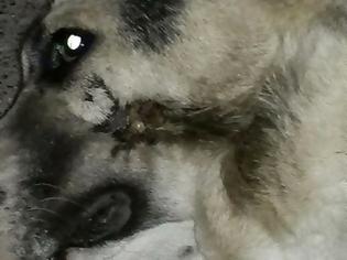 Φωτογραφία για Απίστευτη αγριότητα: Πυροβόλησαν σκύλο στο στόμα στην Κλειτορία Καλαβρύτων