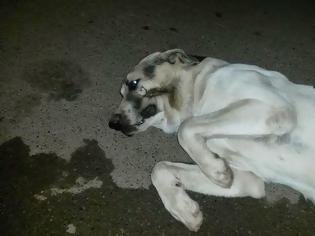 Φωτογραφία για SOS: Σκυλάκος πυροβολημένος στο στόμα στη Κλειτορια Καλαβρύτων. Μπορείτε να βοηθήσετε;