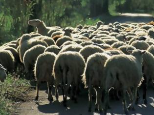 Φωτογραφία για Πρόβατα σε τιμή ευκαιρίας: Ο δήμος Πολυγύρου πουλάει κατασχεμένο κοπάδι