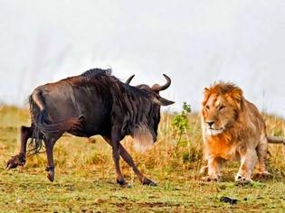 Φωτογραφία για Η άγρια πλευρά της φύσης σε 8 υπέροχες φωτογραφίες - Δείτε την μάχη ενός λιονταριού με ένα γκνου