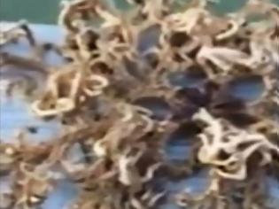 Φωτογραφία για Ψαράς αλίευσε ένα απόκοσμο θαλάσσιο-τέρας! Δείτε το ΣΟΚαριστικό βίντεο!