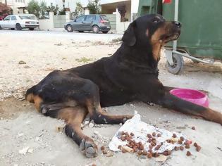 Φωτογραφία για Βαρέθηκε τον σκύλο του και το πέταξε ζωντανό στα σκουπίδια