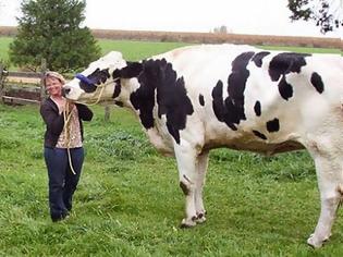 Φωτογραφία για Αυτή είναι η ψηλότερη αγελάδα στον πλανήτη! [video]