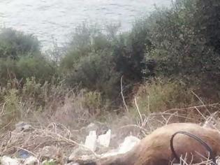 Φωτογραφία για Μέχρι τον Αμβρακικό η ρίψη νεκρών ζώων από τους κτηνοτρόφους!