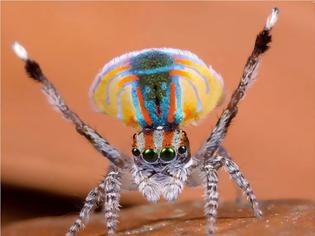 Φωτογραφία για Aσυνήθιστη αυστραλιανή αράχνη-κόσμημα!