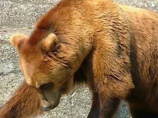 Φωτογραφία για Αρκούδα τρεφόταν από το σώμα νεκρού 65χρονου!