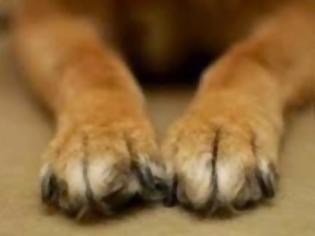 Φωτογραφία για Πάτρα: Φρίκη στην Εγλυκάδα - Πυροβόλησαν σκύλο στο μάτι